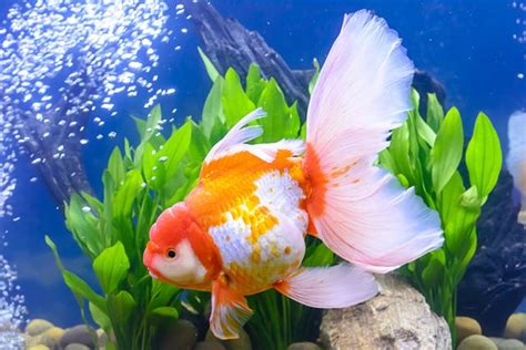 只養一隻魚|養魚新手入門：12個教學讓你養魚一次上手（新手必讀）